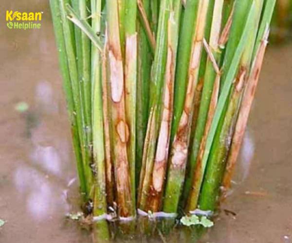 फसलों में हानिकारक रोगों को नियंत्रित कैसे किया जाये